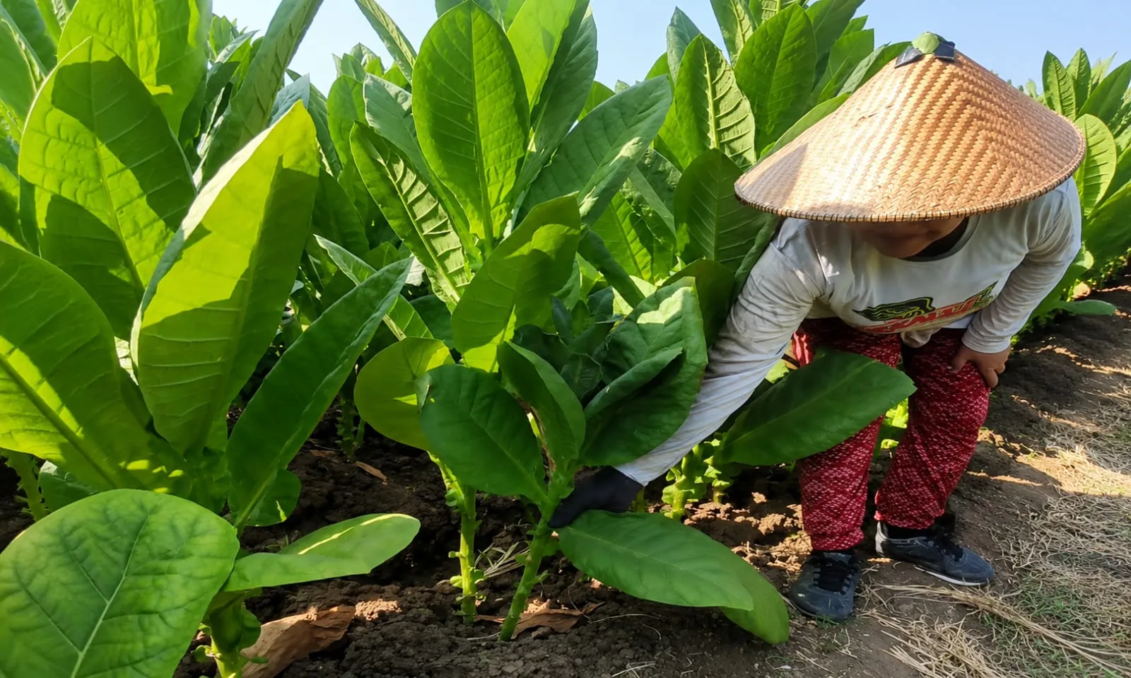 Petani Mulai Panen, Komisi II DPRD Sumenep Ingatkan Pemkab Segera Tetapkan TIHT 2026