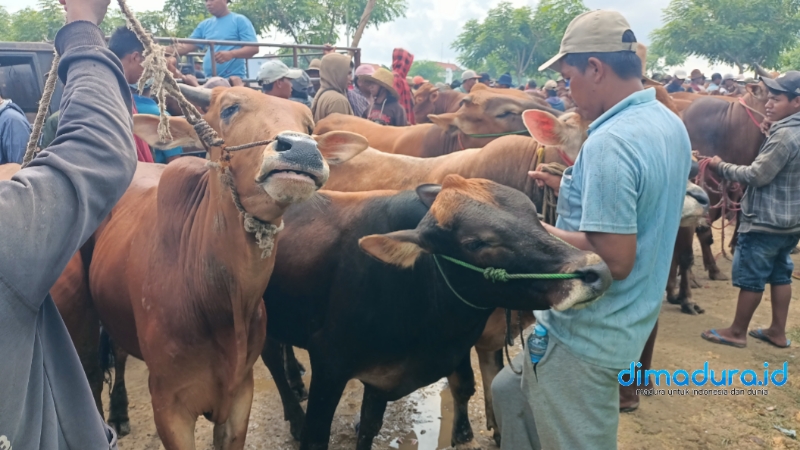 Sapi di Pasar hewan Aeng Sareh Sampang membeludak jelang Idul Adha (Foto: Zainullah for dimadura.id)