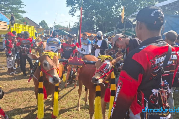 Wisata Pantai Matahari, Spot Mancing Baru Di Sumenep 2 Tradisi Kerapan Sapi Masih Dilestarikan Di Madura (Foto; Zainullah For Dimadura.id)