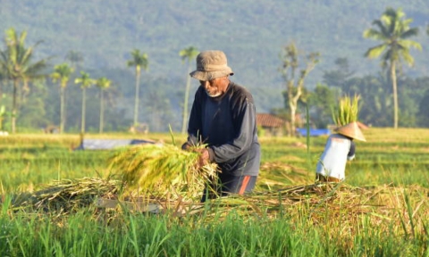 Foto: Petani sedang panen padi. (Istimewa/Doc. Dimadura).
