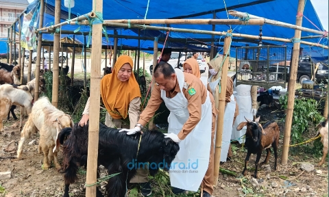 Foto: Dinas Ketahanan Pangan dan Pertanian (DKPP) Kabupaten Sumenep, saat melakukan monitoring Pemeriksaan hewan kurban menjelang Idul Adha 1447 H. (Ar/Doc. Dimadura).