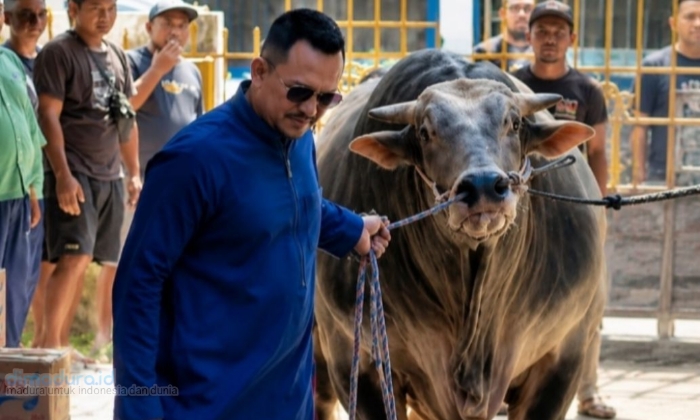 Kurban Sapi Jumbo Ali Zainal Abidin, 1,05 Ton Doa Untuk Mendiang Ibunda